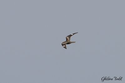 Engoulevent d'Amérique (Common Nighthawk)