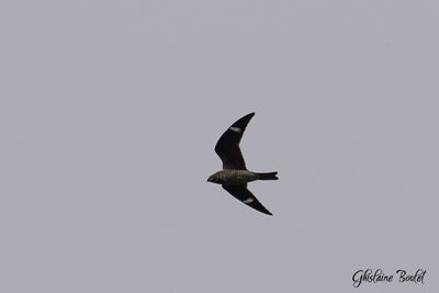 Engoulevent d'Amérique (Common Nighthawk)