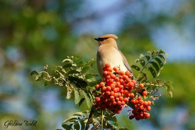 Jaseur d'Amrique (Cedar Waxwing)