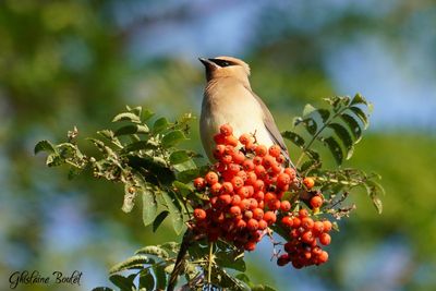 Jaseur d'Amérique (Cedar Waxwing)