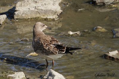 Mouette atricille (Laughing Gull)