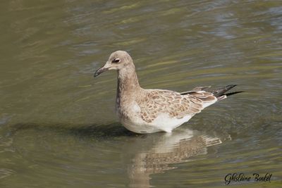 Mouette atricille (Laughing Gull)
