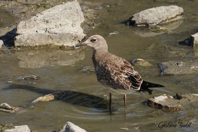 Mouette atricille (Laughing Gull)