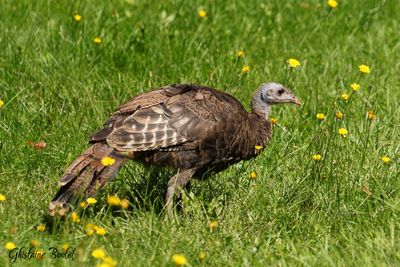 Dindon sauvage (Wild Turkey)