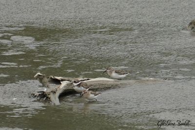 Bécasseau semipalmé (Semipalmated Sandpiper)