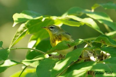 Paruline  collier (Northern Parula)