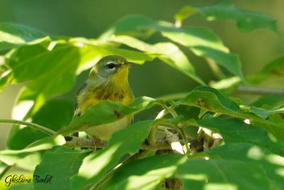 Paruline à collier (Northern Parula)