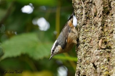 Sittelle à poitrine blanche (White-breasted Nuthatch)