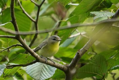 Viro de Philadelphie (Philadelphia Vireo)
