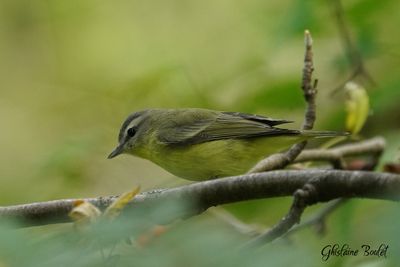 Viréo de Philadelphie (Philadelphia Vireo)