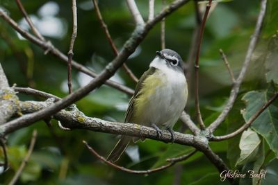 Viro  tte bleue (Solitary Vireo)