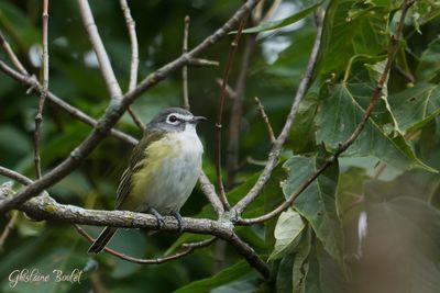 Viro  tte bleue (Solitary Vireo)