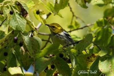 Paruline  gorge noire (Black-Throated Green Warbler)