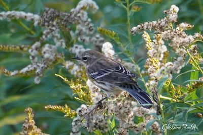 Paruline  croupion jaune (Yellow-rumped Warbler)