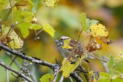 Bruant  gorge blanche (White-throated Sparrow)