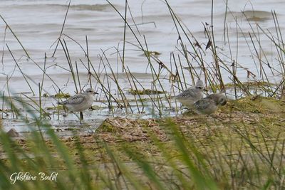 Pluvier argent (Black-bellied Plover)