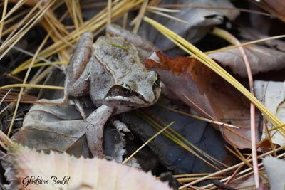 Grenouille des bois