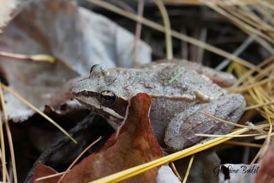 Grenouille des bois