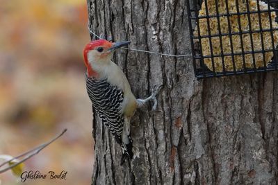 Pic  ventre roux (Red-bellied Woodpecker)
