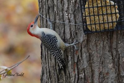 Pic  ventre roux (Red-bellied Woodpecker)