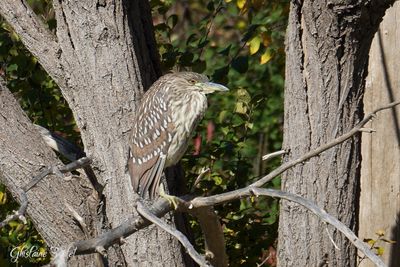  Bihoreau gris (Black-crowned Night-Heron)