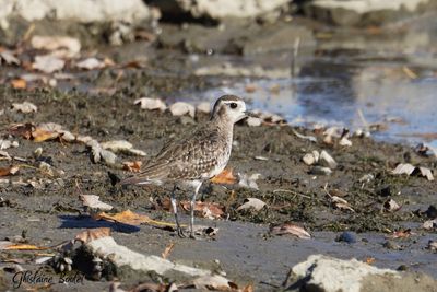 Pluvier bronz (Lesser Golden-Plover)