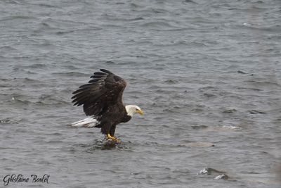 Pygargue  tte blanche (Bald Eagle)