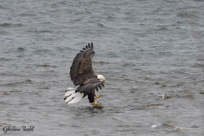 Pygargue  tte blanche (Bald Eagle)
