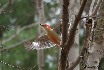 Pic  ventre roux (Red-bellied Woodpecker)
