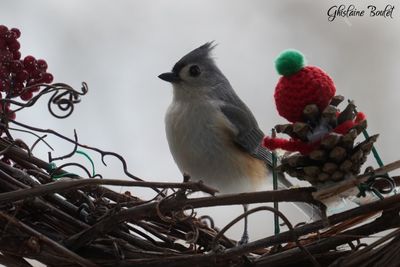 Msange bicolore (Tufted Titmouse)