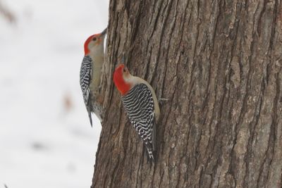 Pic  ventre roux (Red-bellied Woodpecker) 4/4
