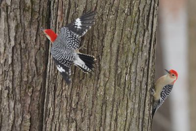 Pic  ventre roux (Red-bellied Woodpecker) 3/4