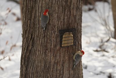 Pic  ventre roux (Red-bellied Woodpecker) 2/4