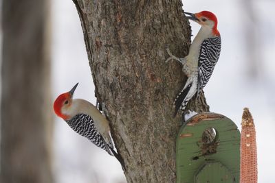 Pic  ventre roux (Red-bellied Woodpecker) 1/4