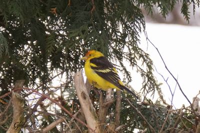 Piranga  tte rouge (Western Tanager)
