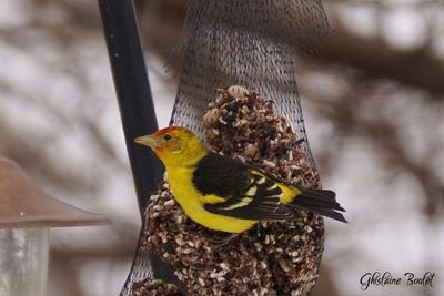 Piranga  tte rouge (Western Tanager)