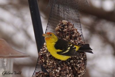 Piranga  tte rouge (Western Tanager)