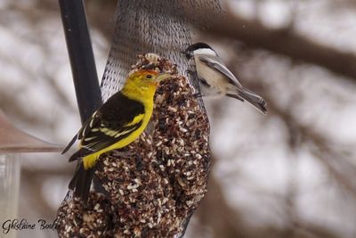 Piranga  tte rouge (Western Tanager)