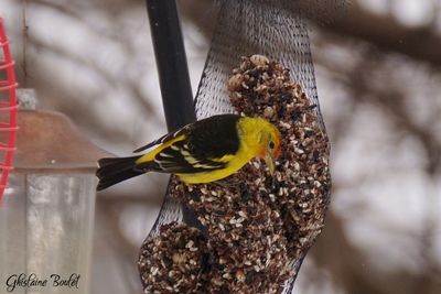 Piranga  tte rouge (Western Tanager)