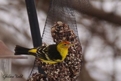 Piranga  tte rouge (Western Tanager)
