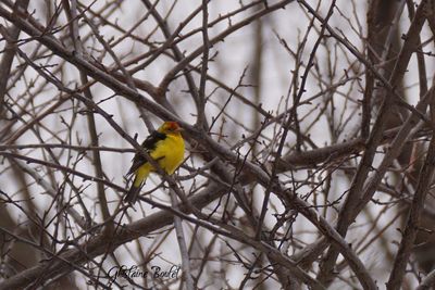 Piranga  tte rouge (Western Tanager)
