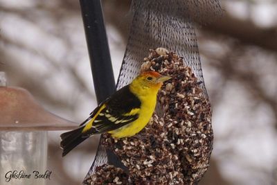 Piranga  tte rouge (Western Tanager)