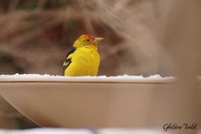 Piranga  tte rouge (Western Tanager)