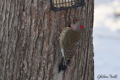 Pic flamboyant (Northern Flicker)