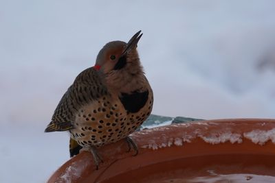 Pic flamboyant (Northern Flicker)
