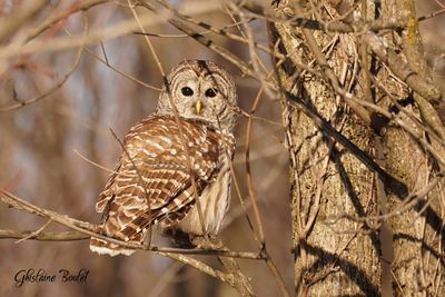 Chouette raye (Barred Owl)