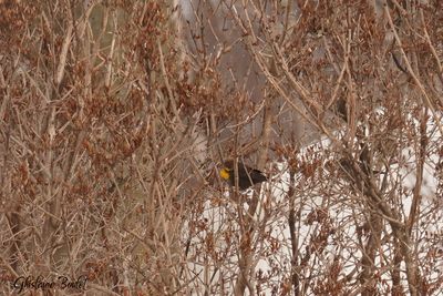 Carouge  tte jaune (Yellow-headed Blackbird)