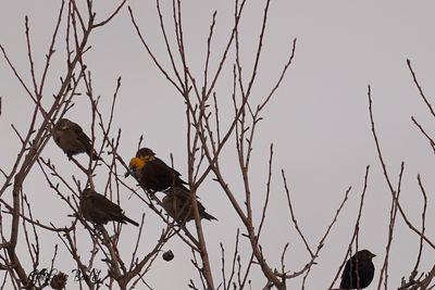 Carouge  tte jaune (Yellow-headed Blackbird)