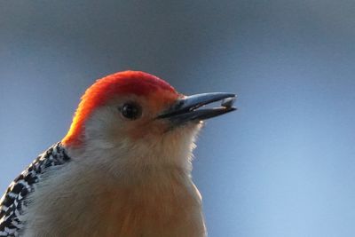 Pic  ventre roux (Red-bellied Woodpecker)