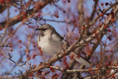 Moqueur polyglotte (Northern Mockingbird)